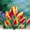 Depozitul de Seminte Tulipani Color Spectacle
