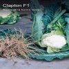 clapton-f1 seminte conopida Syngenta