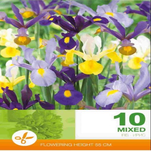 Iris Hollandica Mixed bulbi de toamna