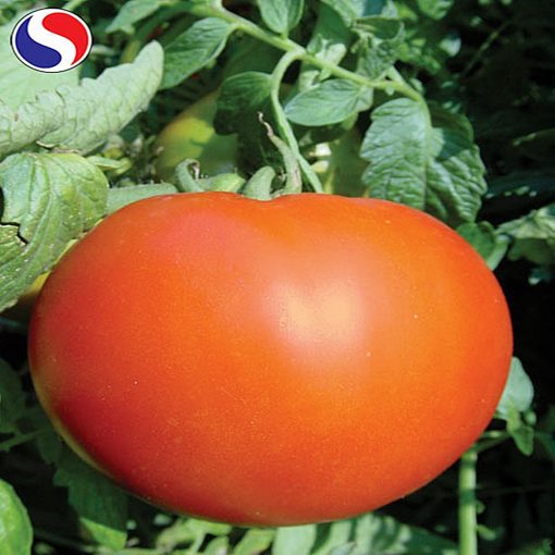 maraton-f1 tomate nedeterminate Superior-Seeds