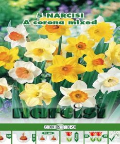 Narcise Trumpet Large Cupped Mix