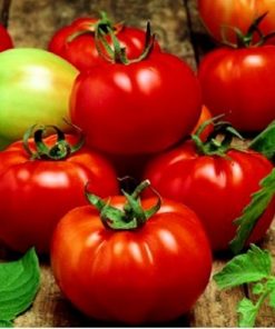 rila-f1 tomate nedeterminate Geosemselect