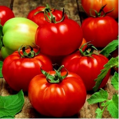 rila-f1 tomate nedeterminate Geosemselect