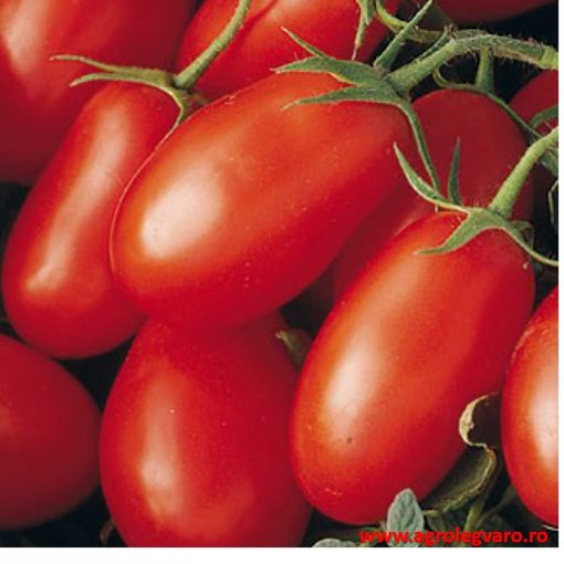 caspar-f1 tomate determinate Seminis