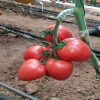 kongo-f1 tomate-nedeterminate Clause Vegetables