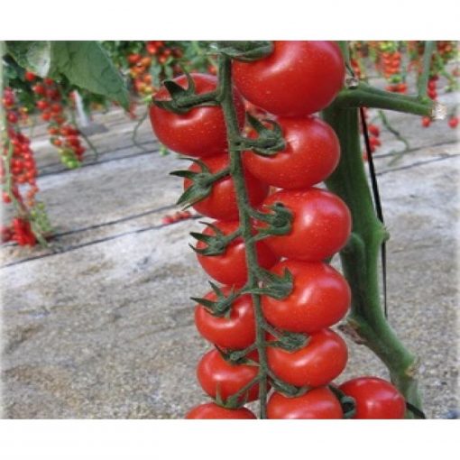 intrigo-f1 tomate nedeterminate Cora-Seeds
