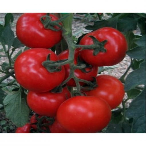 jairo-f1 tomate nedeterminate Cora-Seeds