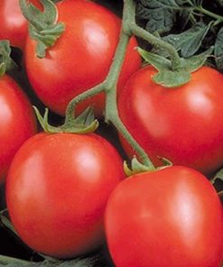 perfectpeel-f1 tomate determinate Seminis