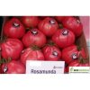 rosamunda-f1 tomate nedeterminate Isi-Sementi