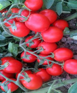 albarosa-f1 tomate determinate Cora-Seeds