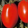templar-f1 tomate determinate Isi-Sementi