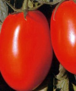 templar-f1 tomate determinate Isi-Sementi
