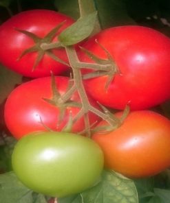 tl16080-f1 tomate nedeterminate Esasem