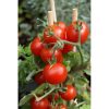 tomito-f1 tomate determinate Isi-Sementi