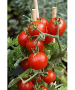 tomito-f1 tomate determinate Isi-Sementi