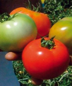 vidal-f1 tomate determinate Isi-Sementi