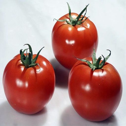 rally-f1 tomate nedeterminate Enza-Zaden