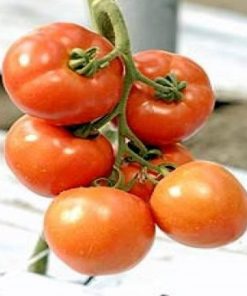 belle-f1 seminte tomate-nedeterminate Enza-Zaden