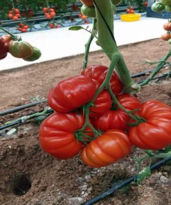 delizia-f1 tomate nedeterminate Clause