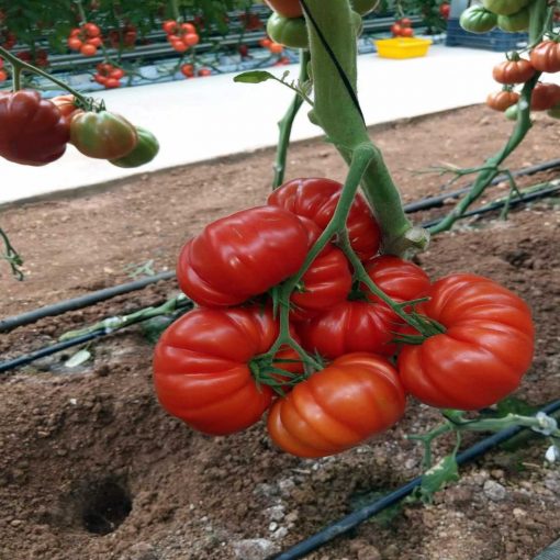delizia-f1 tomate nedeterminate Clause