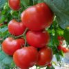 dinakor-f1 tomate nedterminate Syngenta