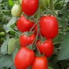 firmus-f1 tomate determinate Syngenta
