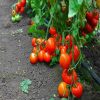 AS5 311 F1(Oltena) tomate semideterminate