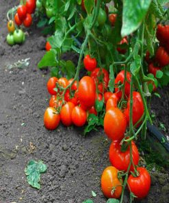 AS5 311 F1(Oltena) tomate semideterminate