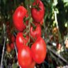 Moldoveanu F1 (AS5 307 F1) tomate nedeterminate