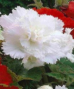 Bulbi Begonia Fimbriata White