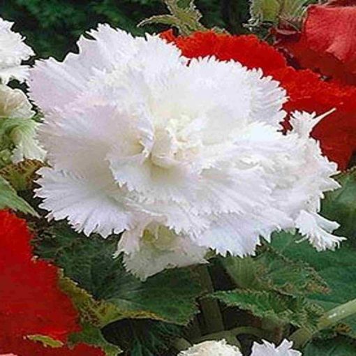 Bulbi Begonia Fimbriata White