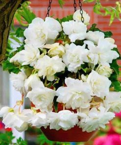 Bulbi Begonia Pendula White