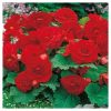 Bulbi Begonia Double Red