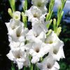 Bulbi Gladiole White Prosperity