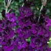 Bulbi Gladiole Purple Flora