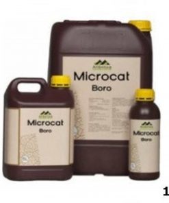 Microcat Bor