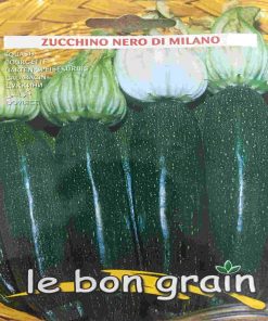 Zucchino Nero Di Milano dovlecel