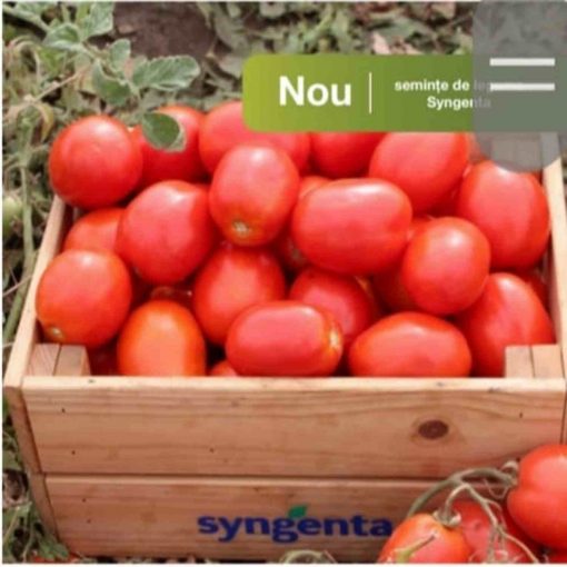 Brixtone F1 tomate determinate syngenta