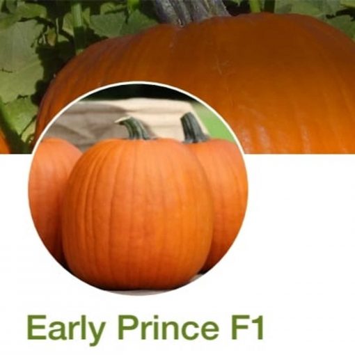 Early Prince F1 dovleac halloween syngenta