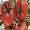 Malduo F1 tomate nedeterminate sungenta