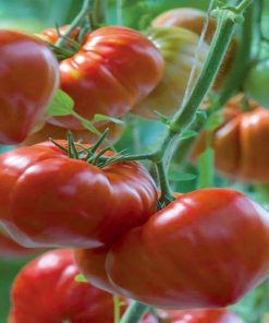 Gourmandia F1 tomate nedeterminate roz clause