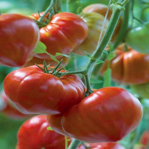Gourmandia F1 tomate nedeterminate roz clause