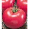 Lillagro tomate nedeterminate agrosel