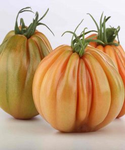 Mamipink F1 (E15B.41786) tomate nedetrminate inima de bouroz enza zaden