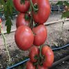 Manusa RZ F1 tomate nedeterminate roz rijk zwaan