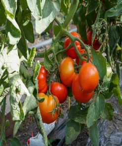 Zaraza tomate determinate soi romanesc