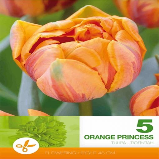 Orange Princess bulbi de toamna lalele