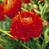 Ranunculus Red, bulbi de toamna