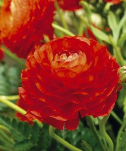 Ranunculus Red, bulbi de toamna