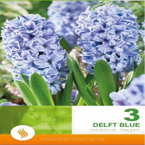 Delft Blue bulbi de toamna zambile